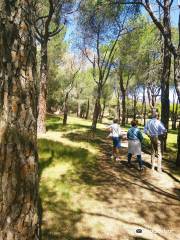 Parque Forestal El Gurugu