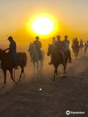 Al Ali Stables Dubai