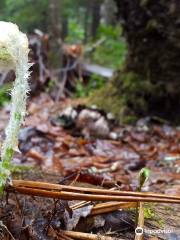 Baille Ard Trail