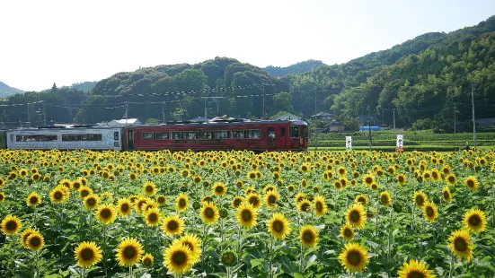 ひまわりの里まんのう