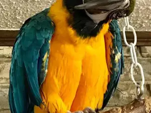 ホチャタウン・レスキュー・センター & ペティング動物園