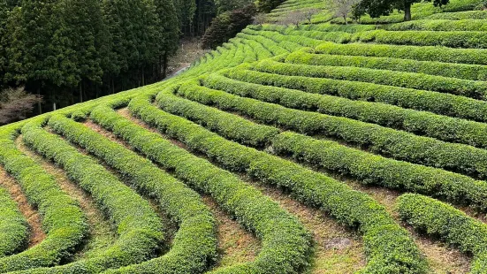 韓國茶博物館