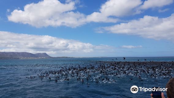 Ivanhoe Sea Safari's - Whale Watching Tours - Gansbaai