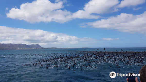 Ivanhoe Sea Safari's