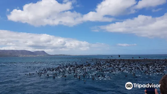 Ivanhoe Sea Safari's