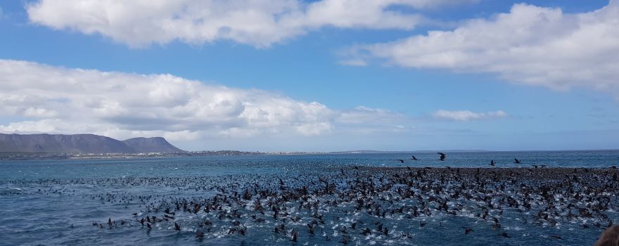 Ivanhoe Sea Safari's