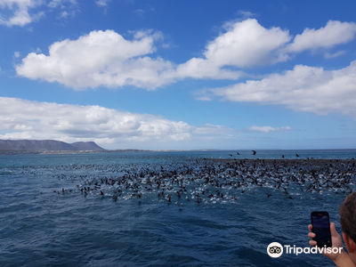 Ivanhoe Sea Safari's - Whale Watching Tours - Gansbaai