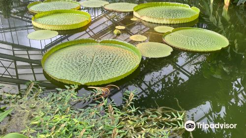 Botanical Garden, Bonn