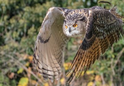 Walworth Castle Birds of Prey