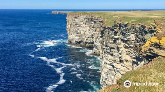 RSPB Scotland Marwick Head Nature Reserve