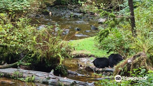 Alaska Rainforest Sanctuary