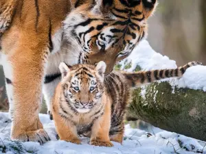 Zoo and Chateau Zlin-Lesna