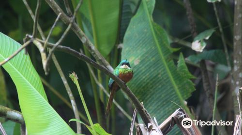 Tobago Forest Reserve