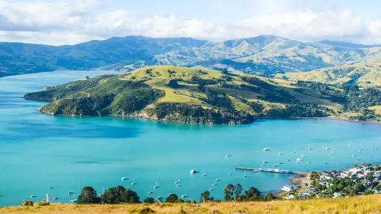 Akaroa Dolphins