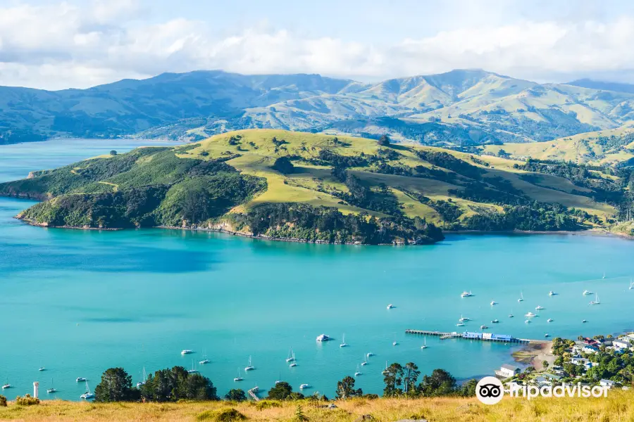 Akaroa Dolphins