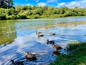 Crombie Country Park