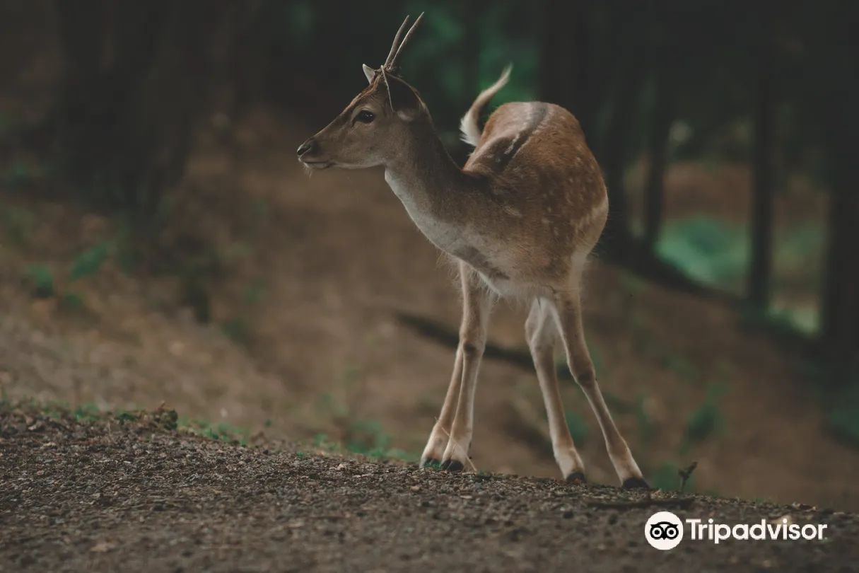 2_Вильдпарк Шварцах