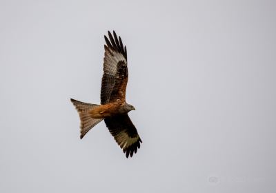 The Red Kite Feeding Station (cash only) (closed January until 3rd February )