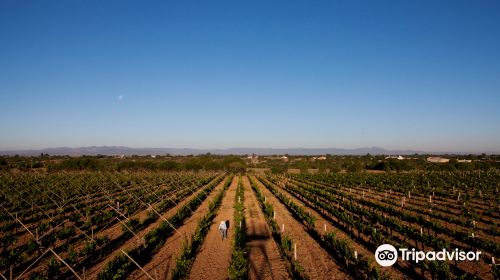 Vinedos Cuna de Tierra