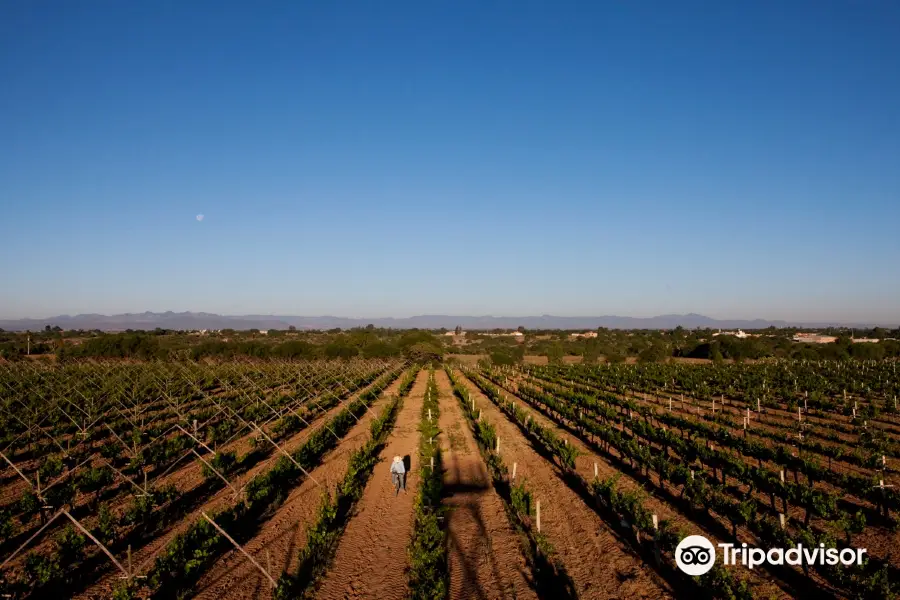 Vinedos Cuna de Tierra