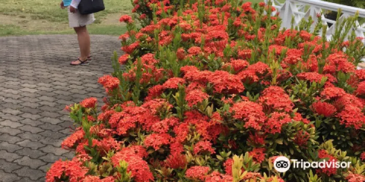 Nesbit Blueberry Plantation