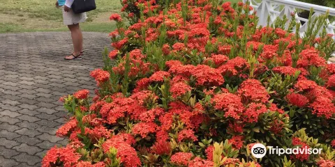 Nesbit Blueberry Plantation