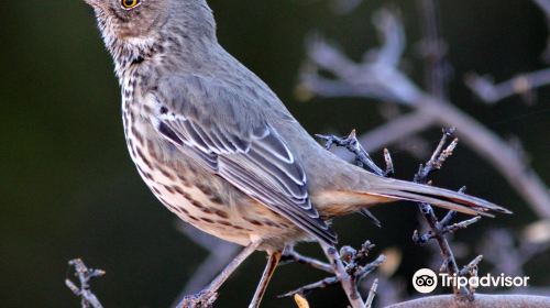 Birding Northern Arizona