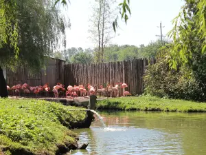 Зоопарк Элмвейл Джунгл