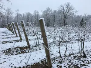 Holtkamp Winery