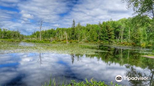 Chandos Lake