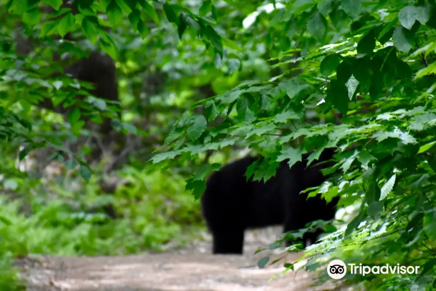 Mass Audubon's High Ledges Wildlife Sanctuary