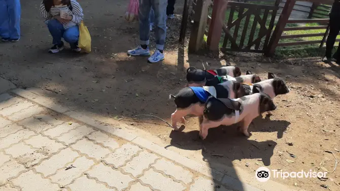 3_埔心牧場