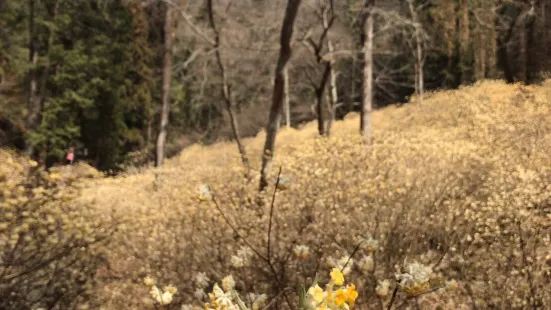 虫居谷のミツマタ群生地