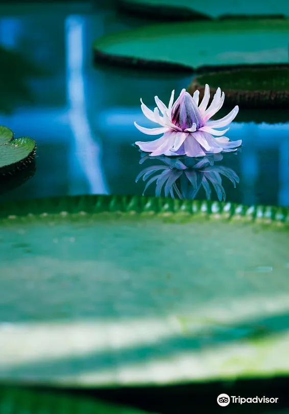 5_Adelaide Botanic Garden