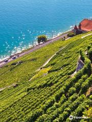 Terres de Lavaux - Grands vins de Lavaux/Suisse