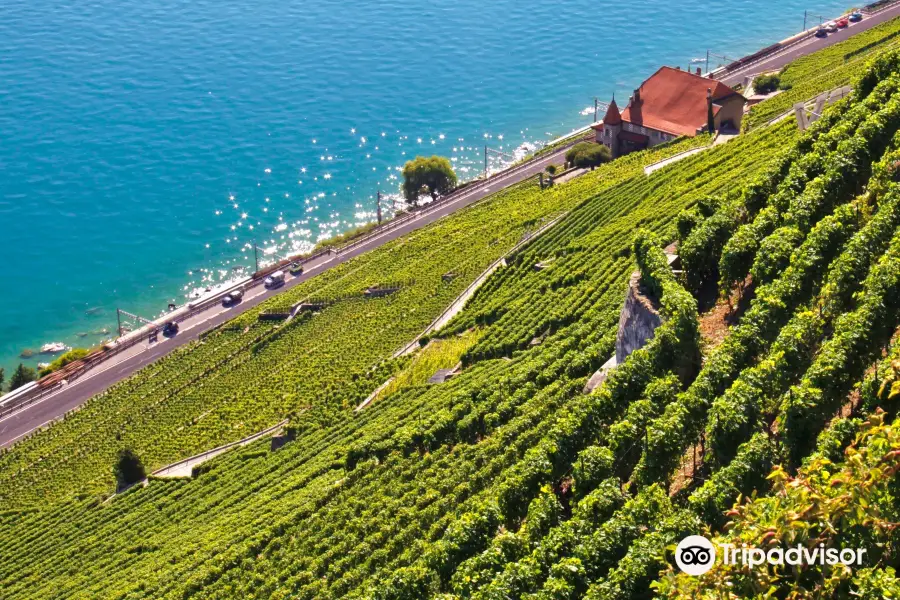 Terres de Lavaux - Grands vins de Lavaux/Suisse