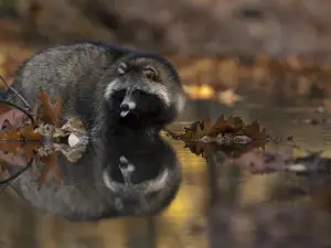 Wildpark Pforzheim