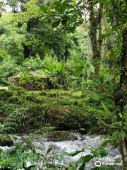 Rancho La Cañada Organic Coffee Farm