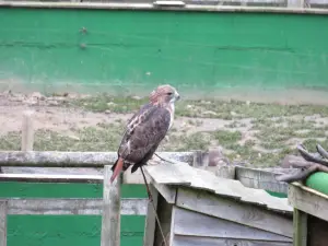 Tamar Otter and Wildlife Centre