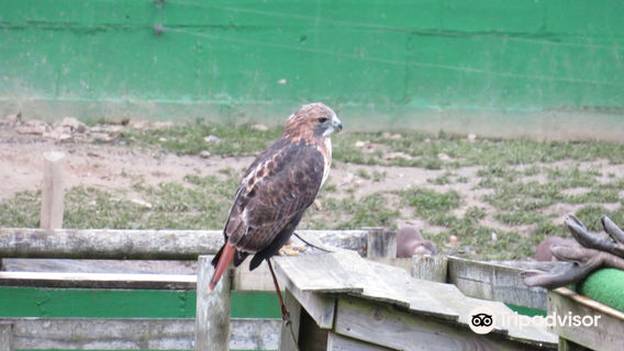 Tamar Otter & Wildlife Centre