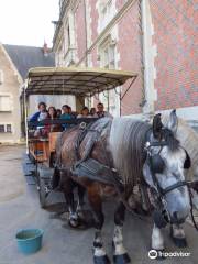 Les Chevaux de Marolles (Normandie)