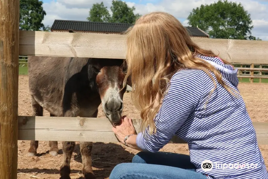 Bransby Horses Rescue and Welfare