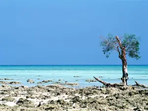 Andaman Bubbles Scuba Diving