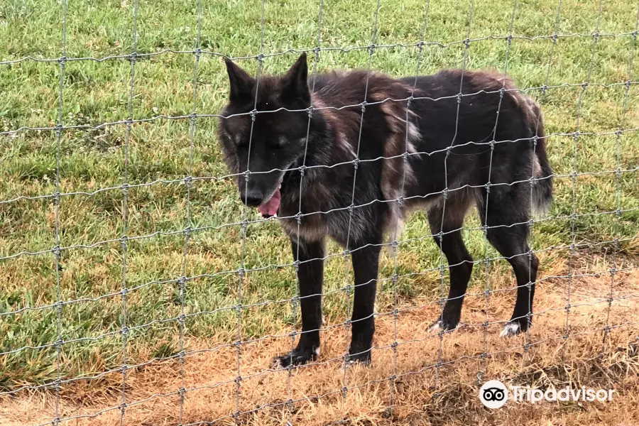 Wolf Paws: Positive Awareness Wolf-dog Sanctuary