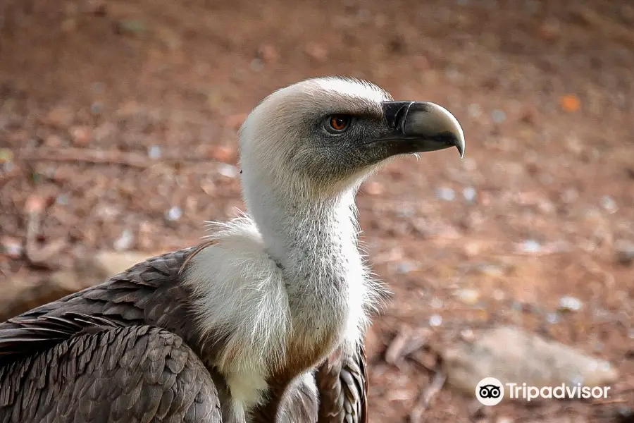 Aran Park - Parc Animalier