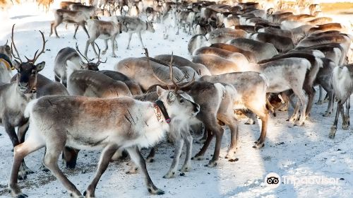 Kujala Reindeer Farm