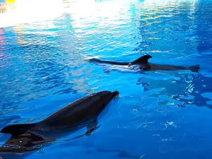 Dolphinarium Koktebel