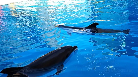 Dolphinarium Koktebel