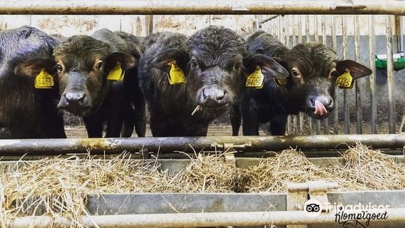 Buffelboerderij Arns