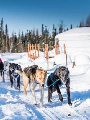 Last Frontier Mushing Co-op